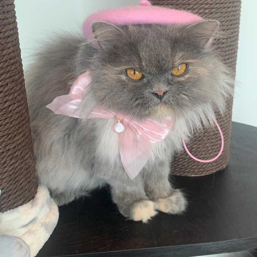 Enlarge 'VIOLA', a Adoptable mixed breed in North East, MD image 1/2