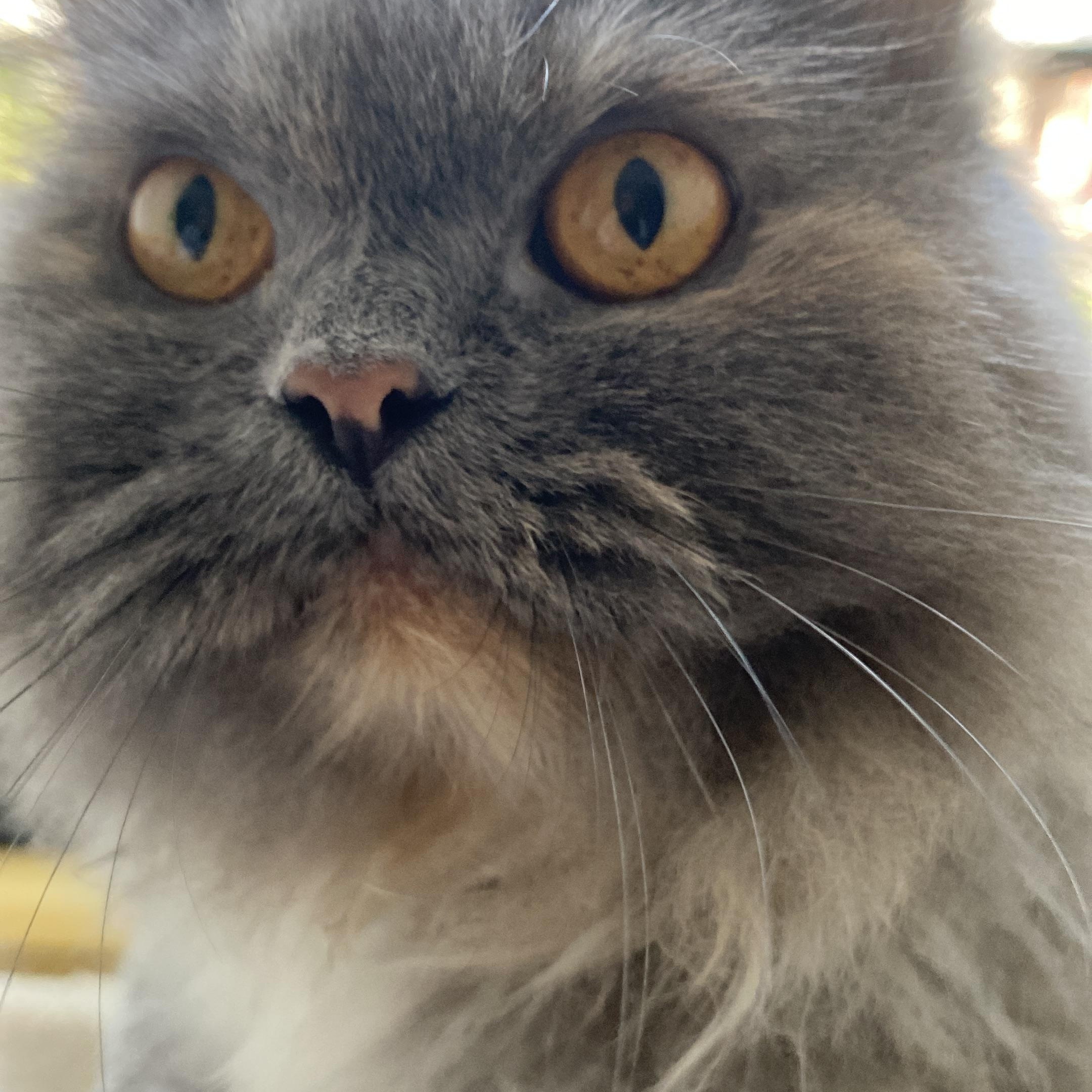 'VIOLA', Adoptable, Adult Female Domestic Long Hair & Persian.
