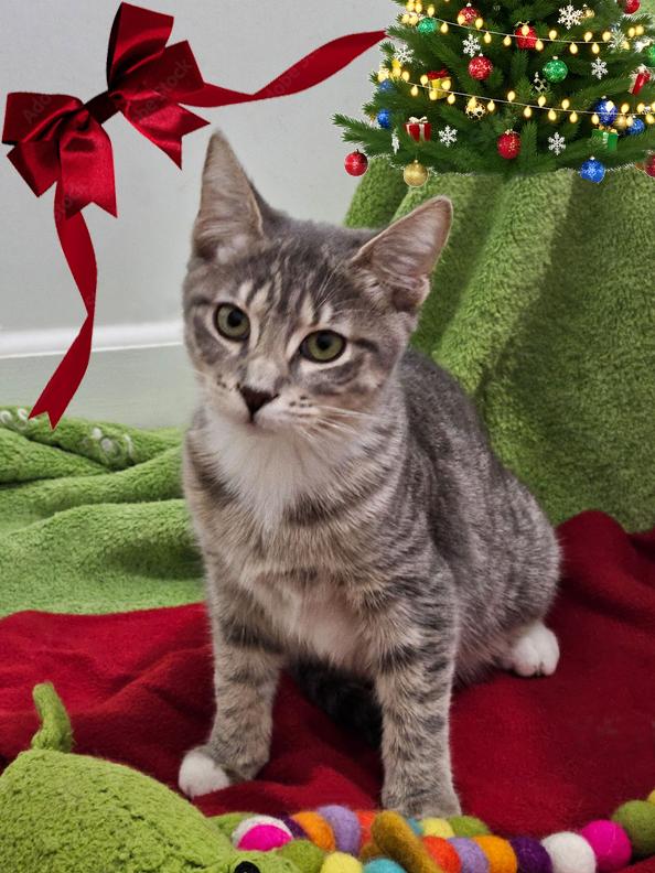 Precious Priscilla Kitten!, Adoptable, Kitten Female Tabby.