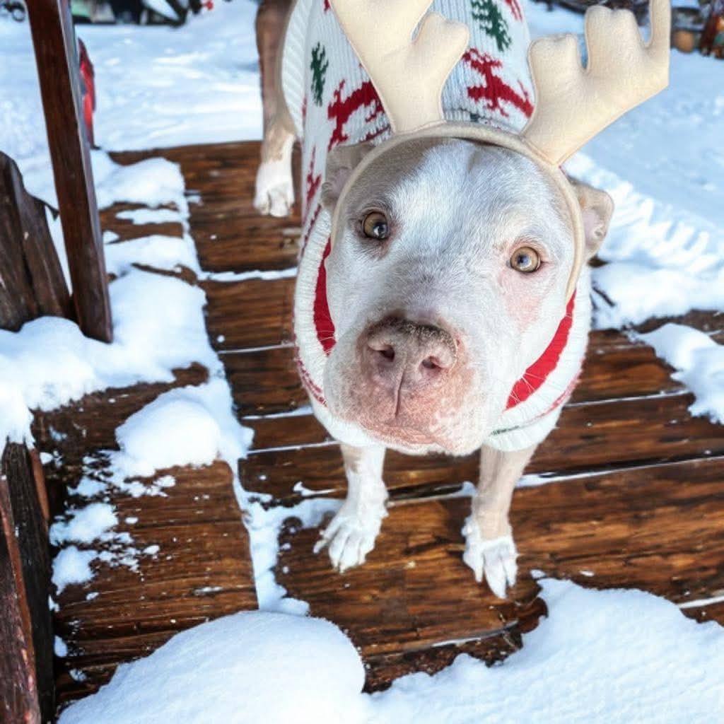 Enlarge Charlie Brown, a Adoptable Pit Bull Terrier in Phoenix, AZ image 1/2