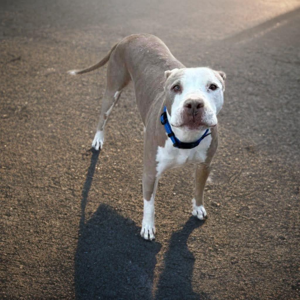 Enlarge Charlie Brown, a Adoptable Pit Bull Terrier in Phoenix, AZ image 2/2