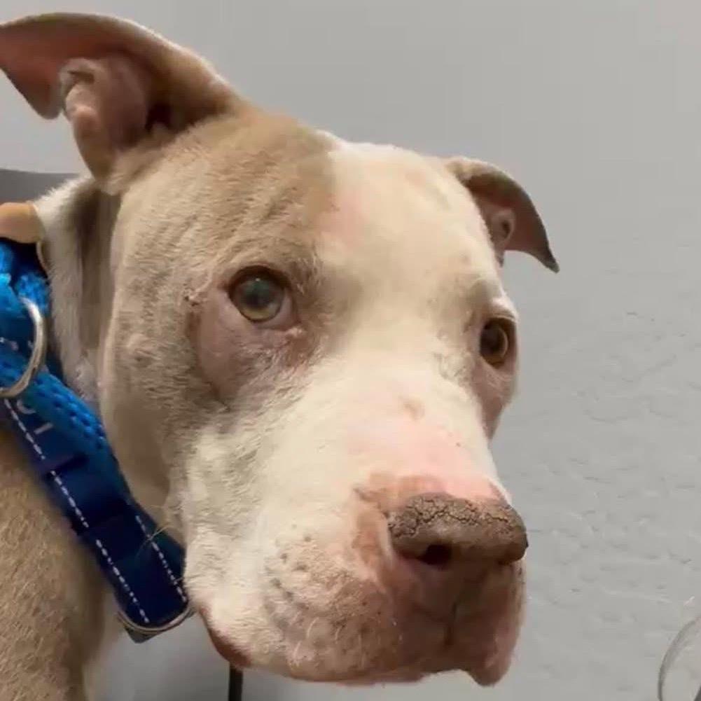 Enlarge Charlie Brown, a Adoptable Pit Bull Terrier in Phoenix, AZ image 3/3