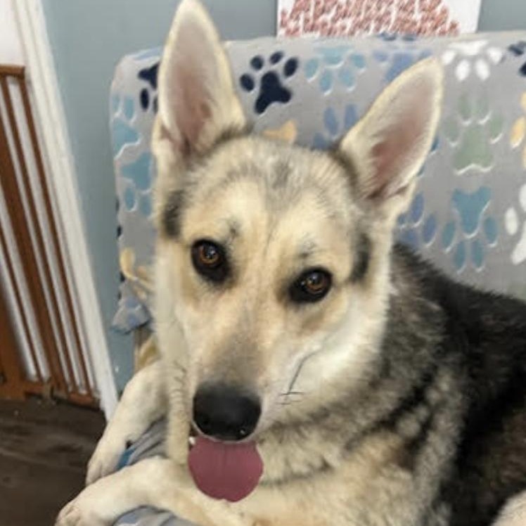 Cosmo Courage, Adoptable, Young Male German Shepherd Dog.