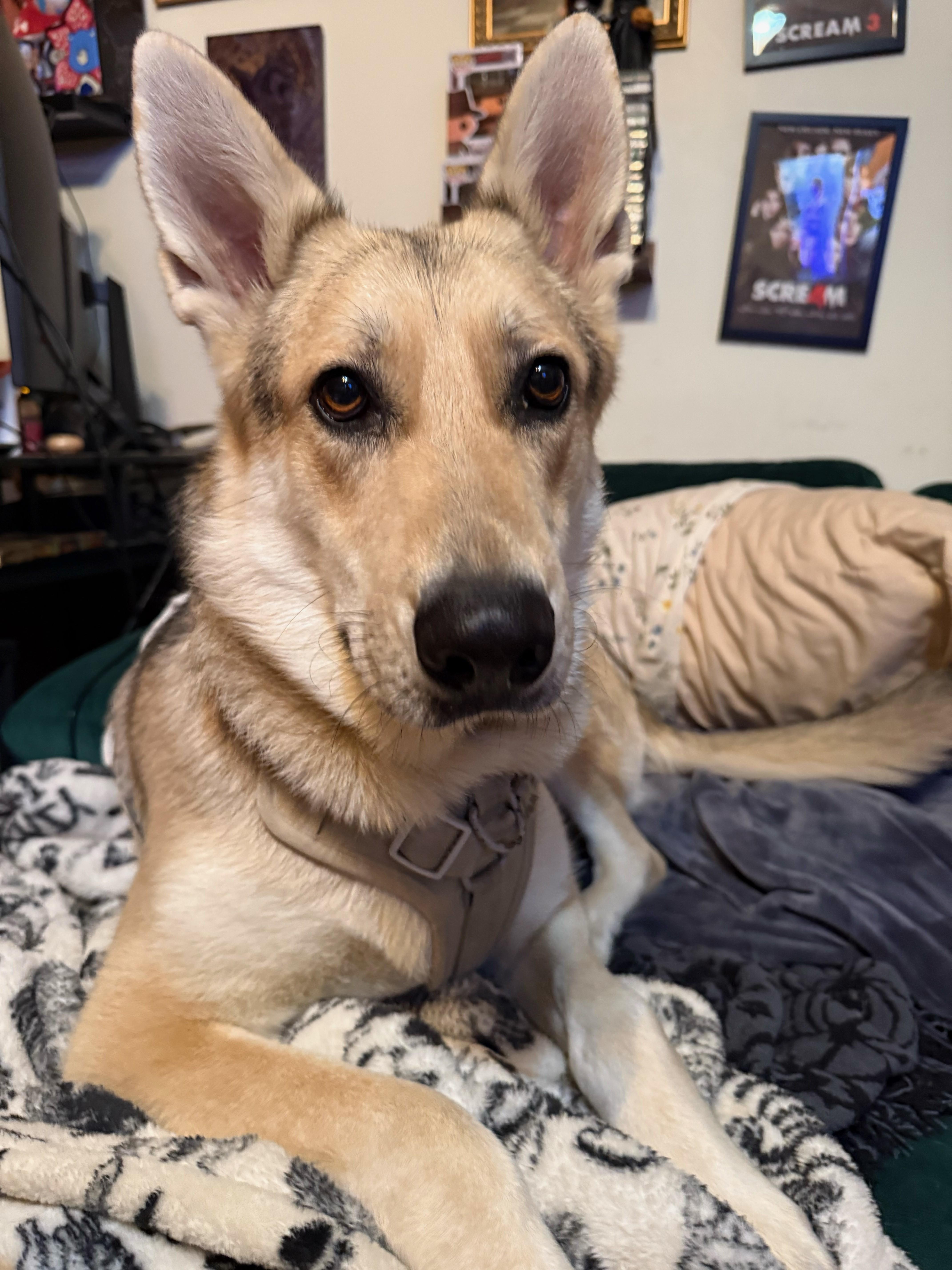 Cosmo Courage, a Adoptable mixed breed in Woburn, MA image 5/6