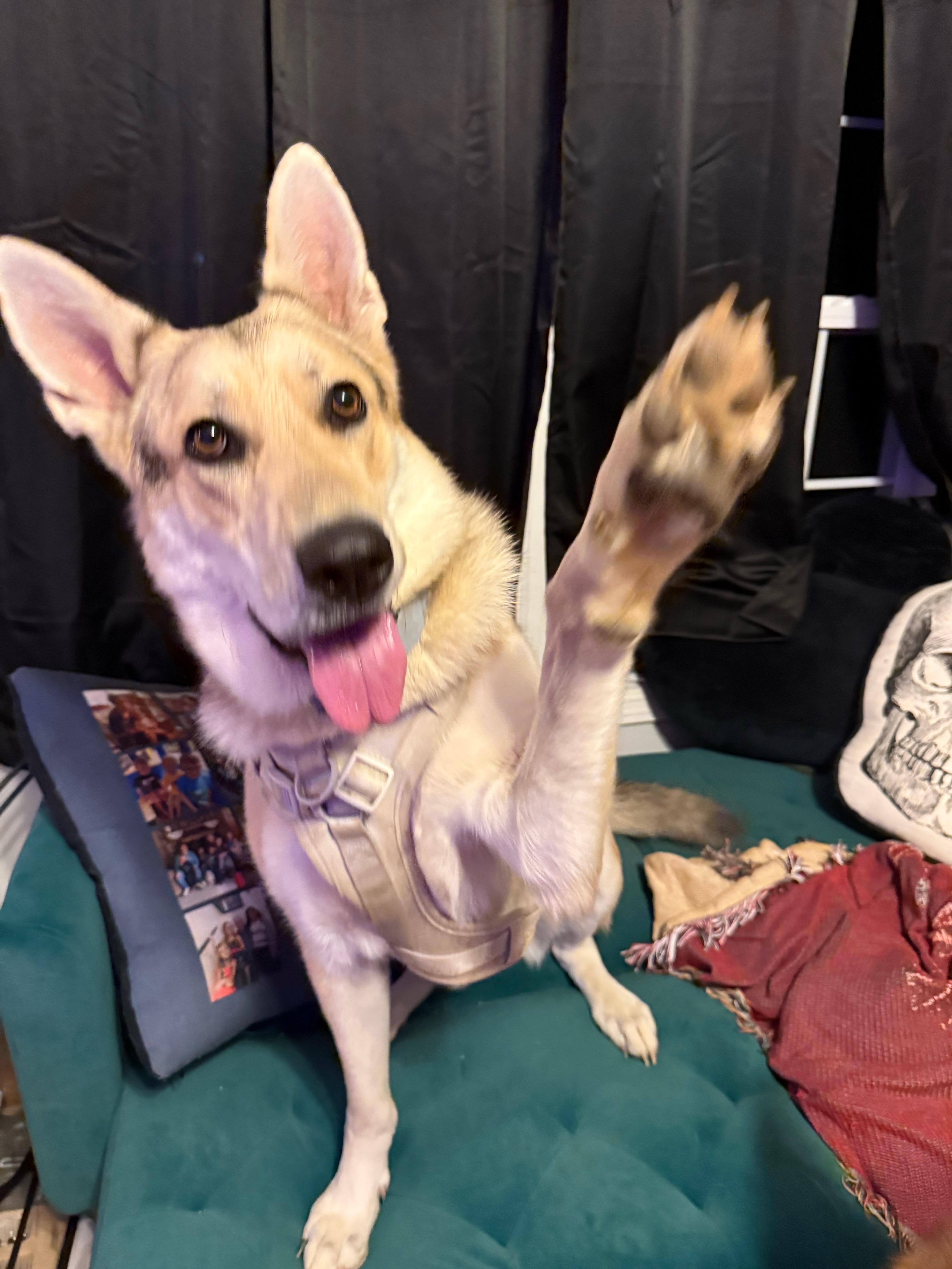 Cosmo Courage, a Adoptable mixed breed in Woburn, MA image 2/6