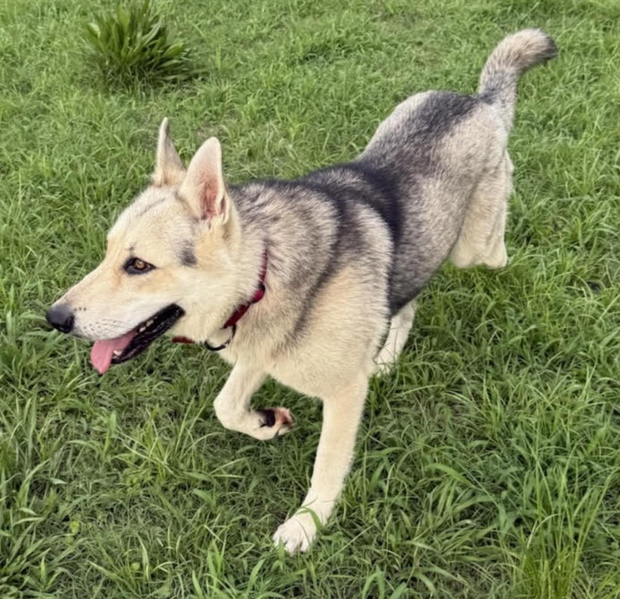 Cosmo Courage, a Adoptable mixed breed in Woburn, MA image 6/6