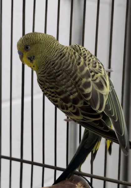Enlarge Cygnus, a Adoptable Parakeet (Other) in Sacramento, CA image 1/1