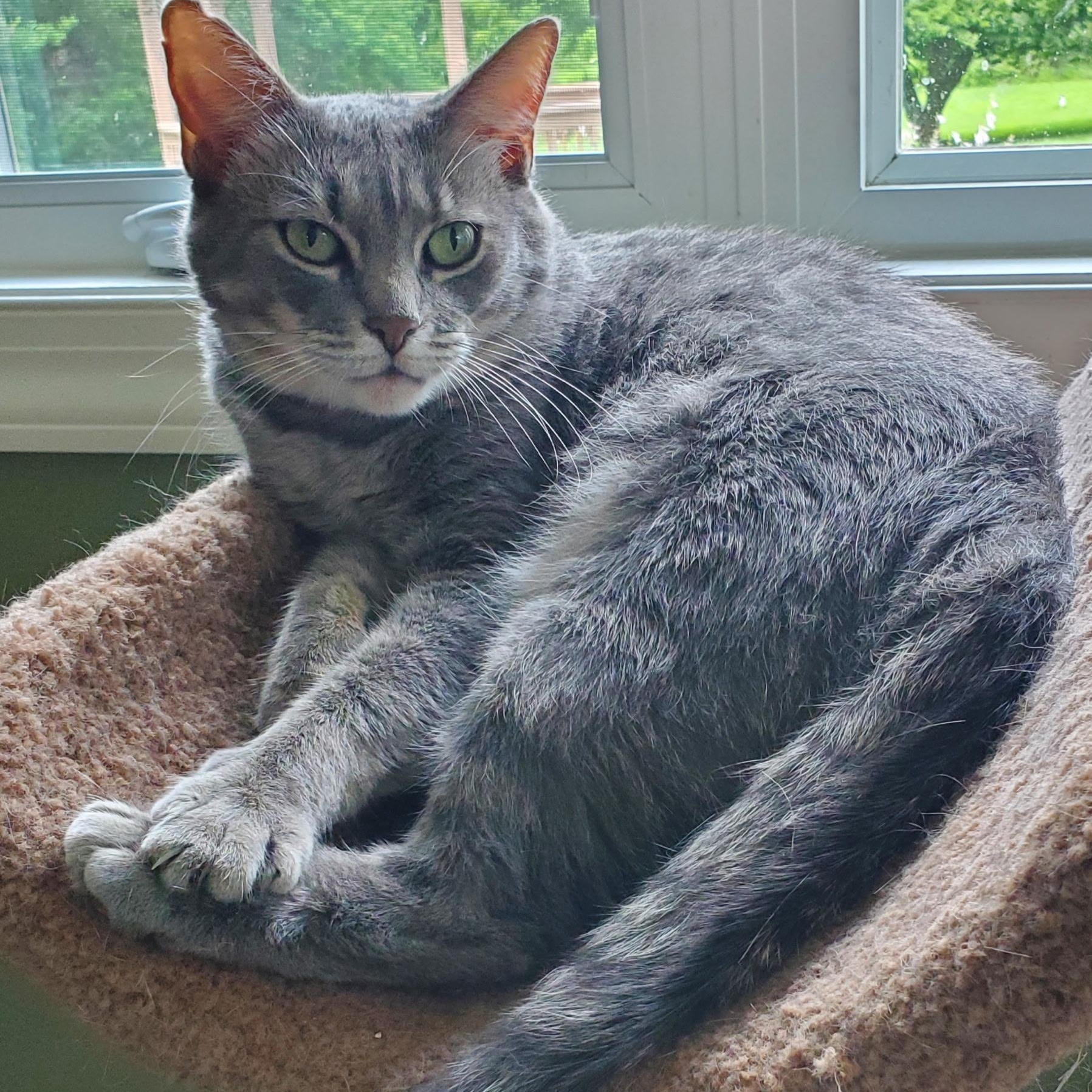 Jasmine, Adult Female unknown