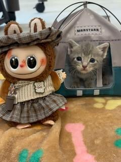 Cats for Adoption Near 33186, FL | Petfinder