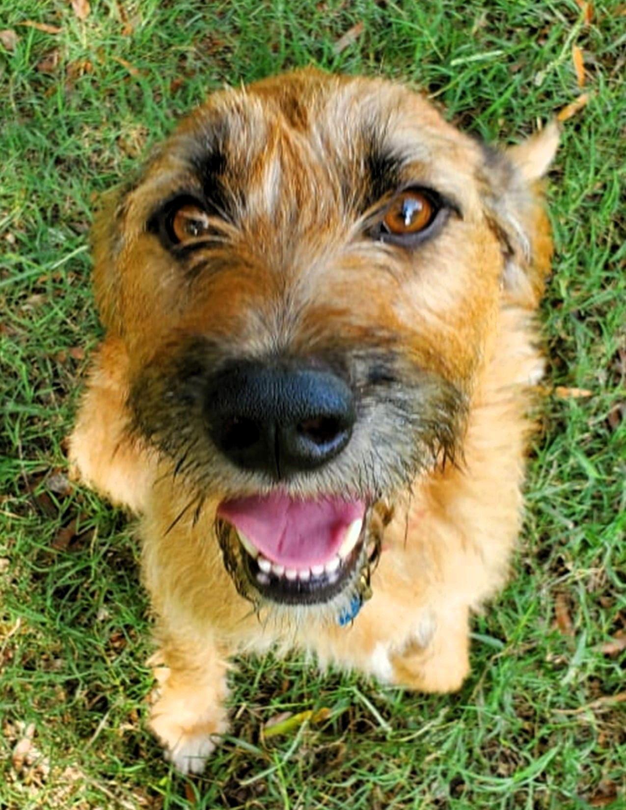 Enlarge Griffon, a Adoptable Mixed Breed in Shelburne, VT image 1/2
