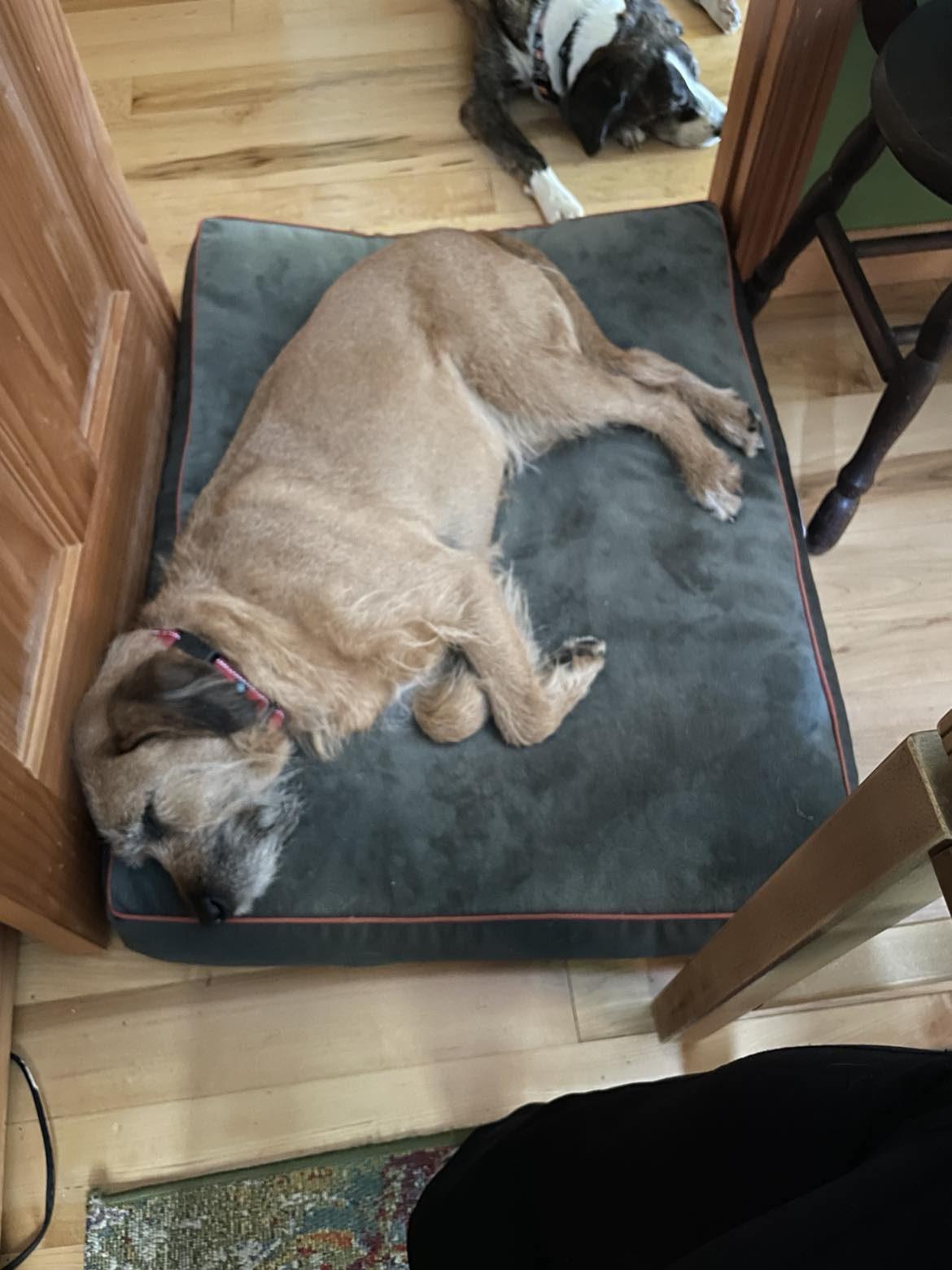 Enlarge Griffon, a Adoptable Mixed Breed in Shelburne, VT image 2/2