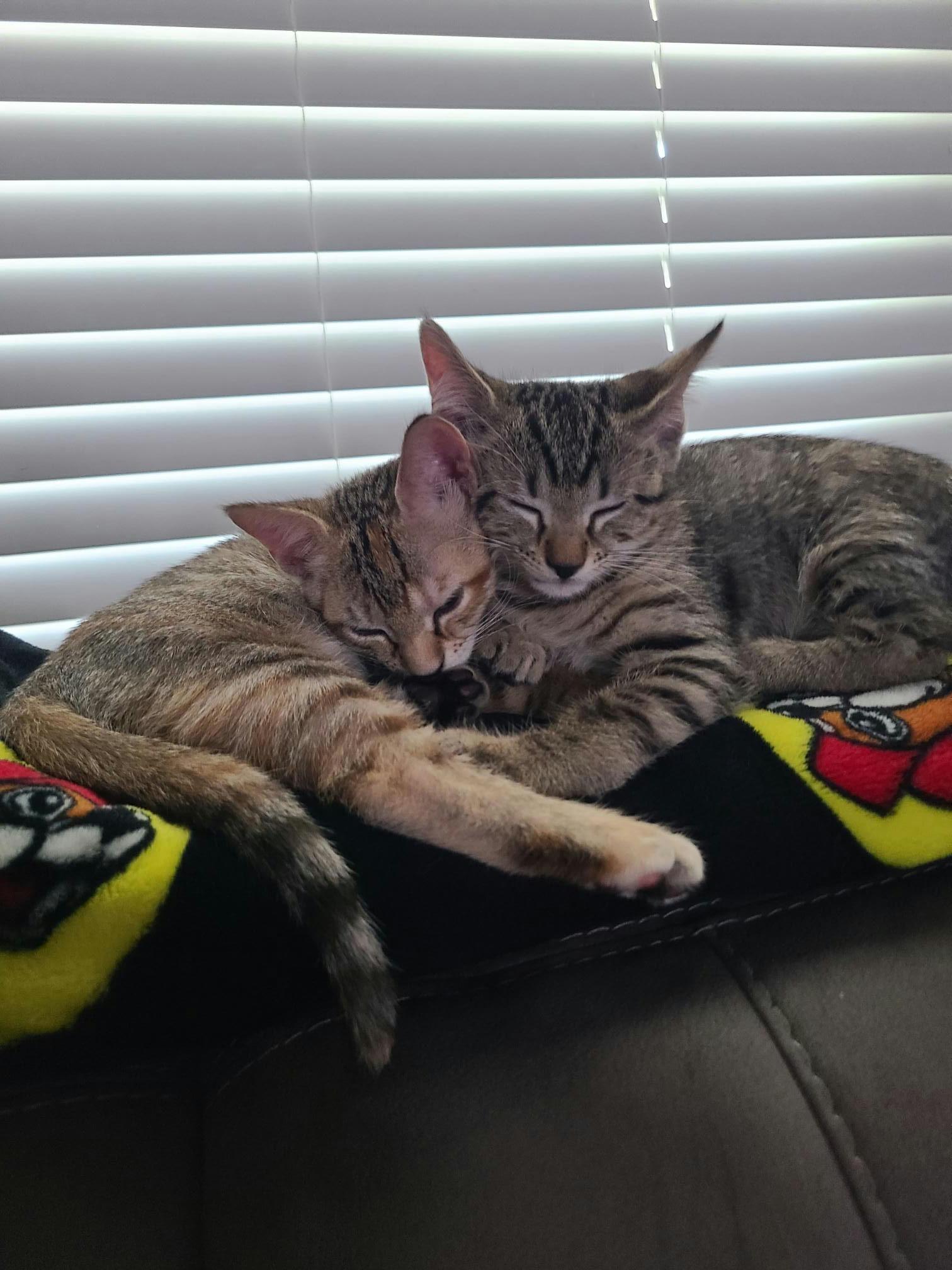 Enlarge Tigger, a Adopted Domestic Short Hair in Houston, TX image 4/5