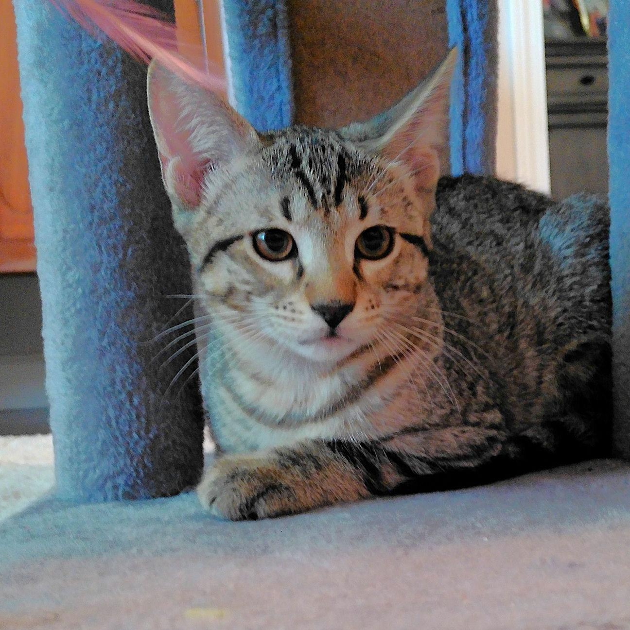 Tigger, Adopted, Kitten Male Domestic Short Hair.