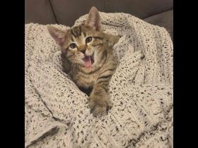 Enlarge Tigger, a Adopted Domestic Short Hair in Houston, TX image 2/5