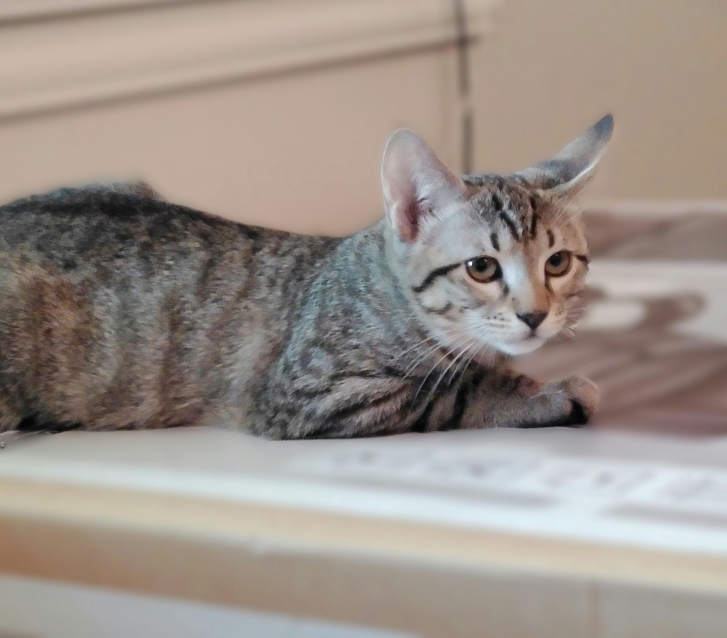 Enlarge Tigger, a Adopted Domestic Short Hair in Houston, TX image 5/5
