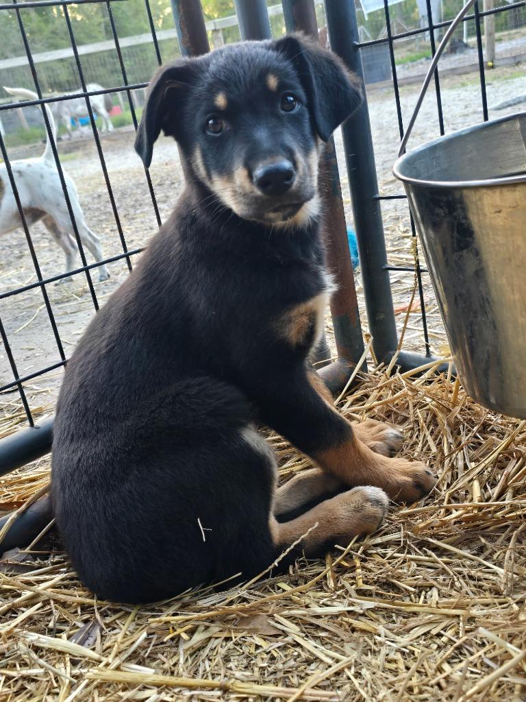 Enlarge Hayden, a Adopted mixed breed in Waynesville, GA image 1/4