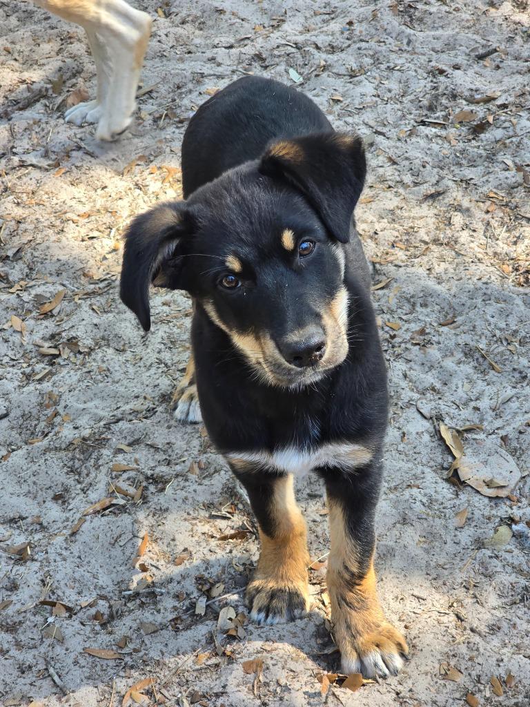 Enlarge Hayden, a Adopted mixed breed in Waynesville, GA image 2/4