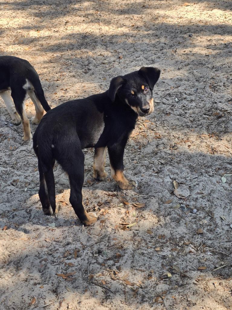 Enlarge Hayden, a Adopted mixed breed in Waynesville, GA image 3/4