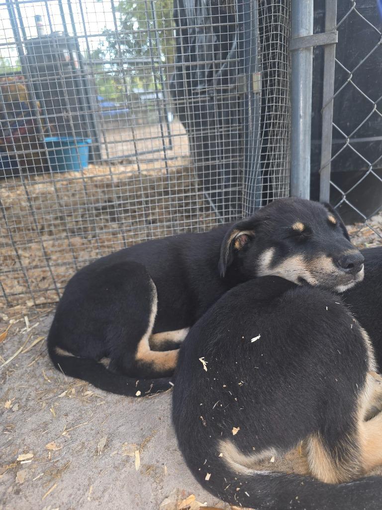 Enlarge Hayden, a Adopted mixed breed in Waynesville, GA image 4/4