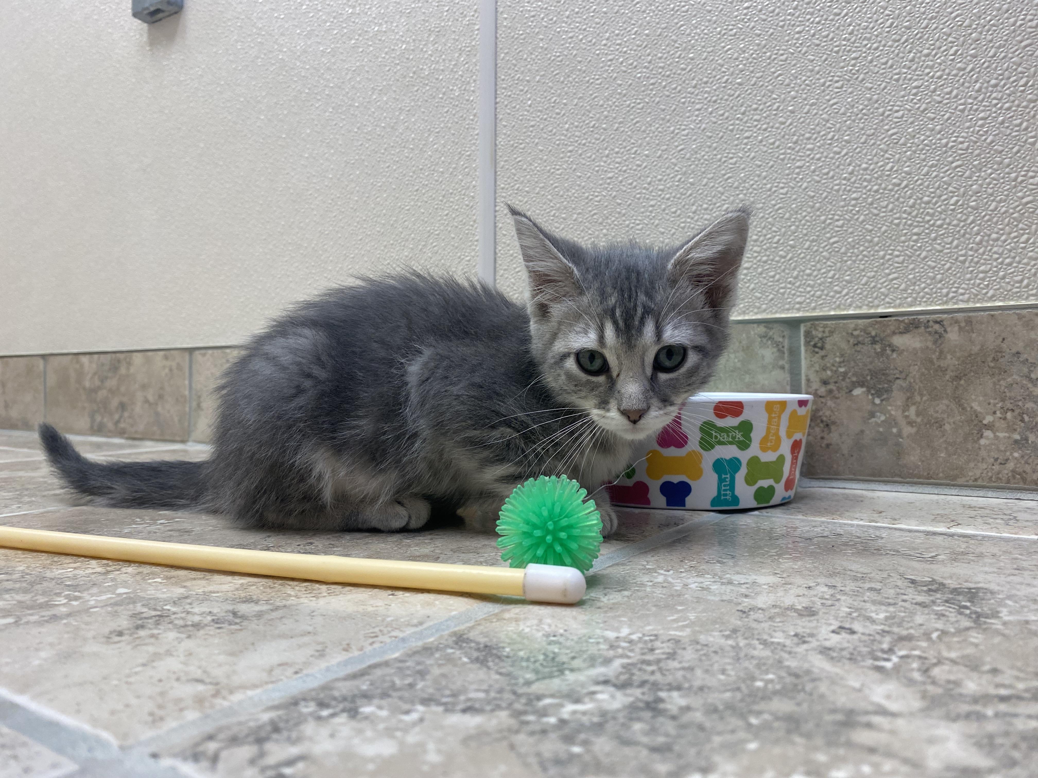 Enlarge High School Musical Kittens, an adoptable Domestic Short Hair in Hays, KS image 5/6