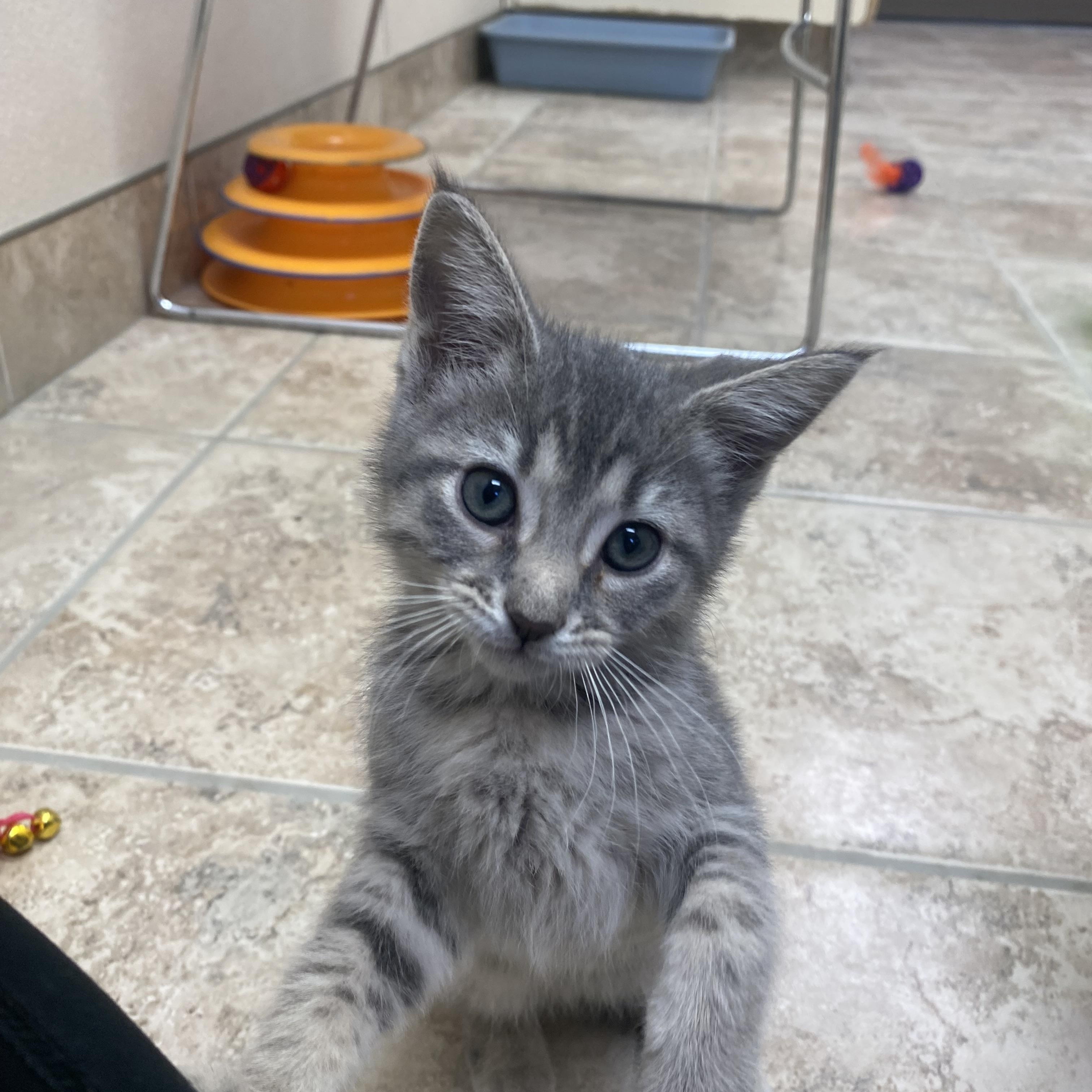 Enlarge High School Musical Kittens, an adoptable Domestic Short Hair in Hays, KS image 3/6