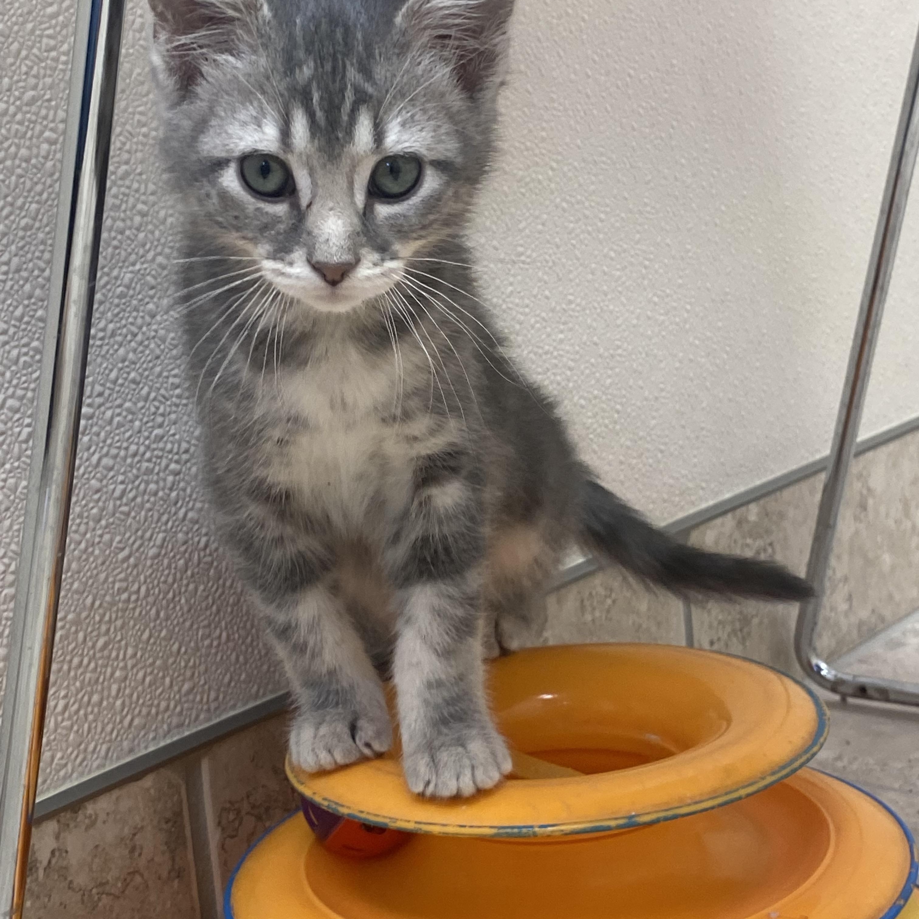 Enlarge High School Musical Kittens, an adoptable Domestic Short Hair in Hays, KS image 2/6