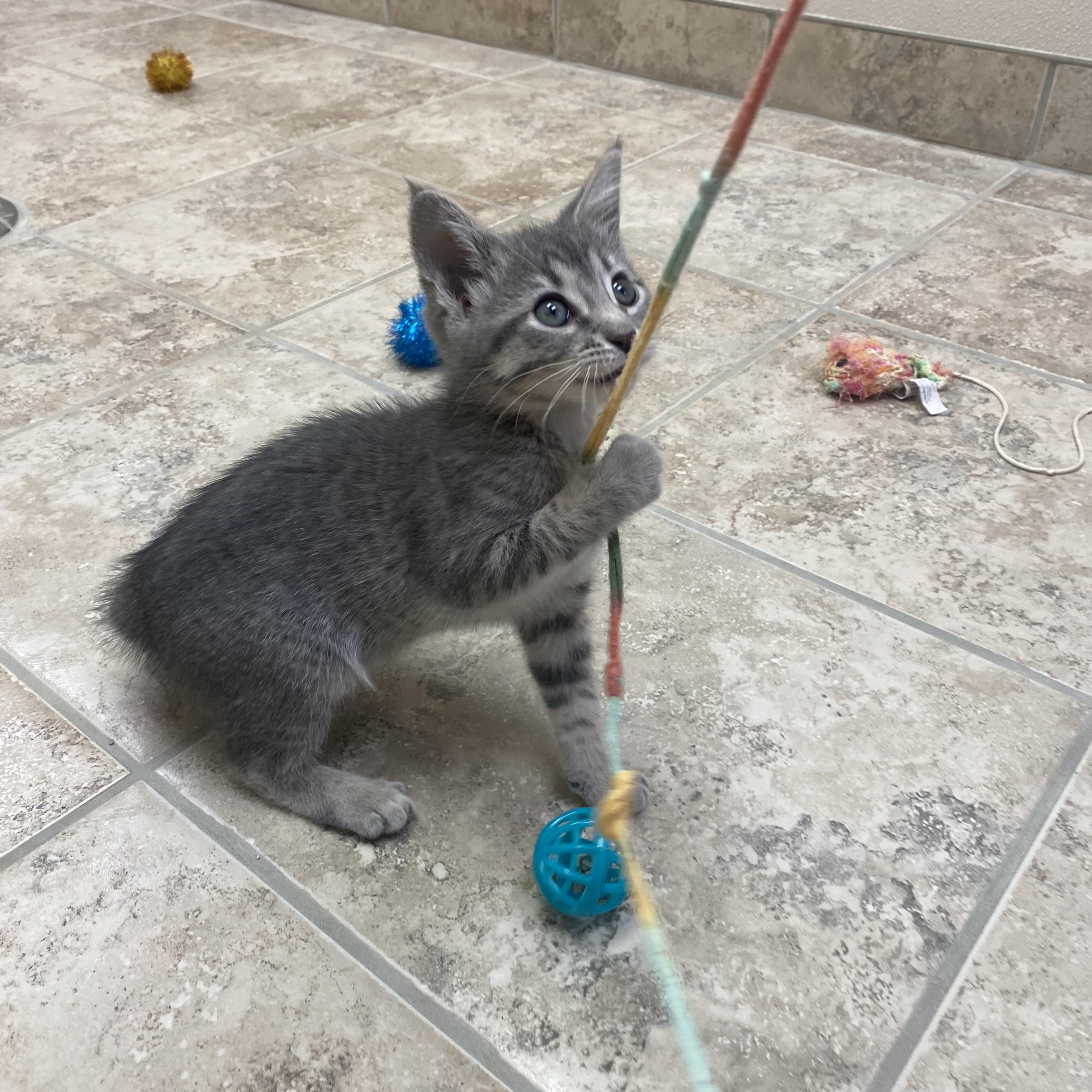 High School Musical Kittens, adoptable, Kitten Female Domestic Short Hair.