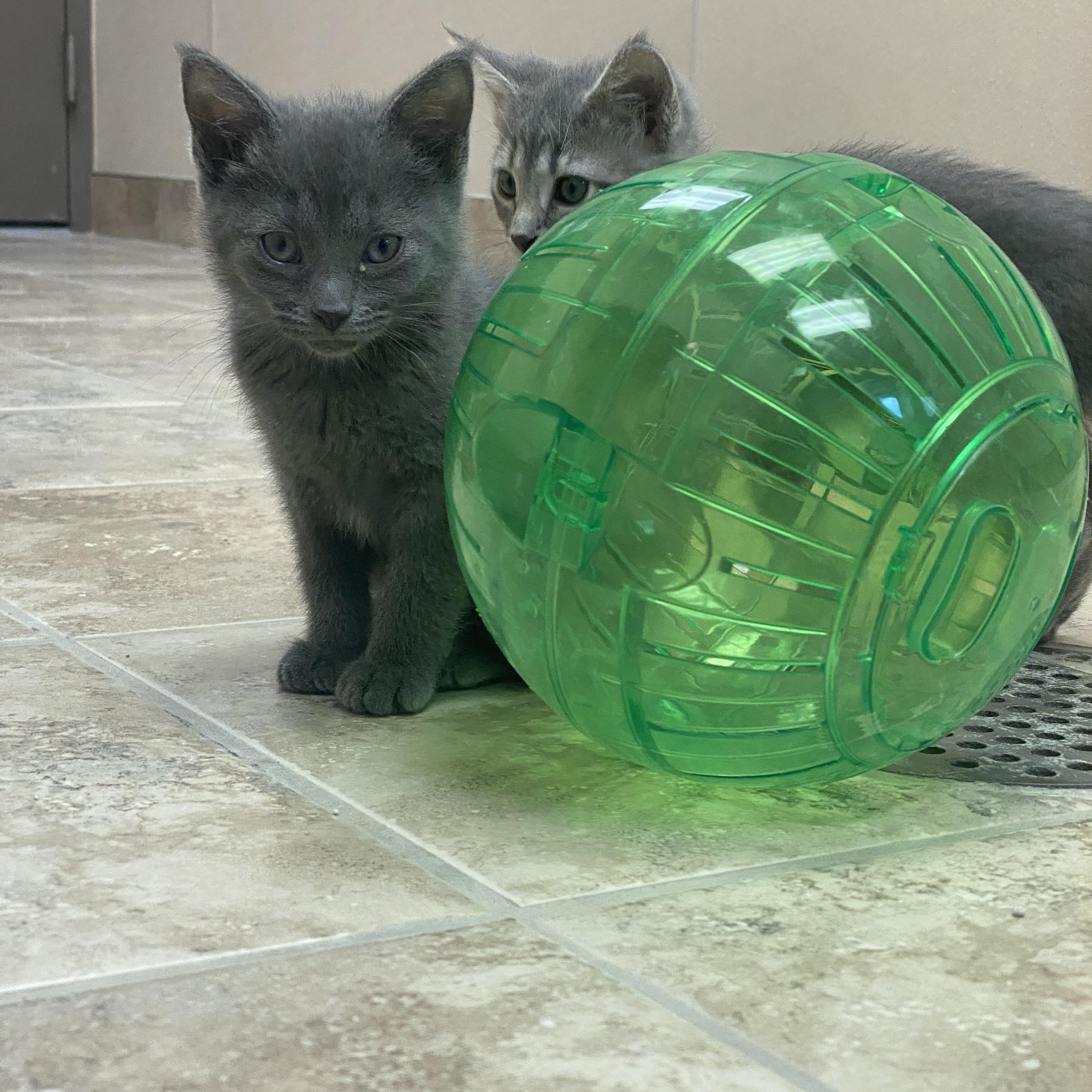 Enlarge High School Musical Kittens, an adoptable Domestic Short Hair in Hays, KS image 4/6