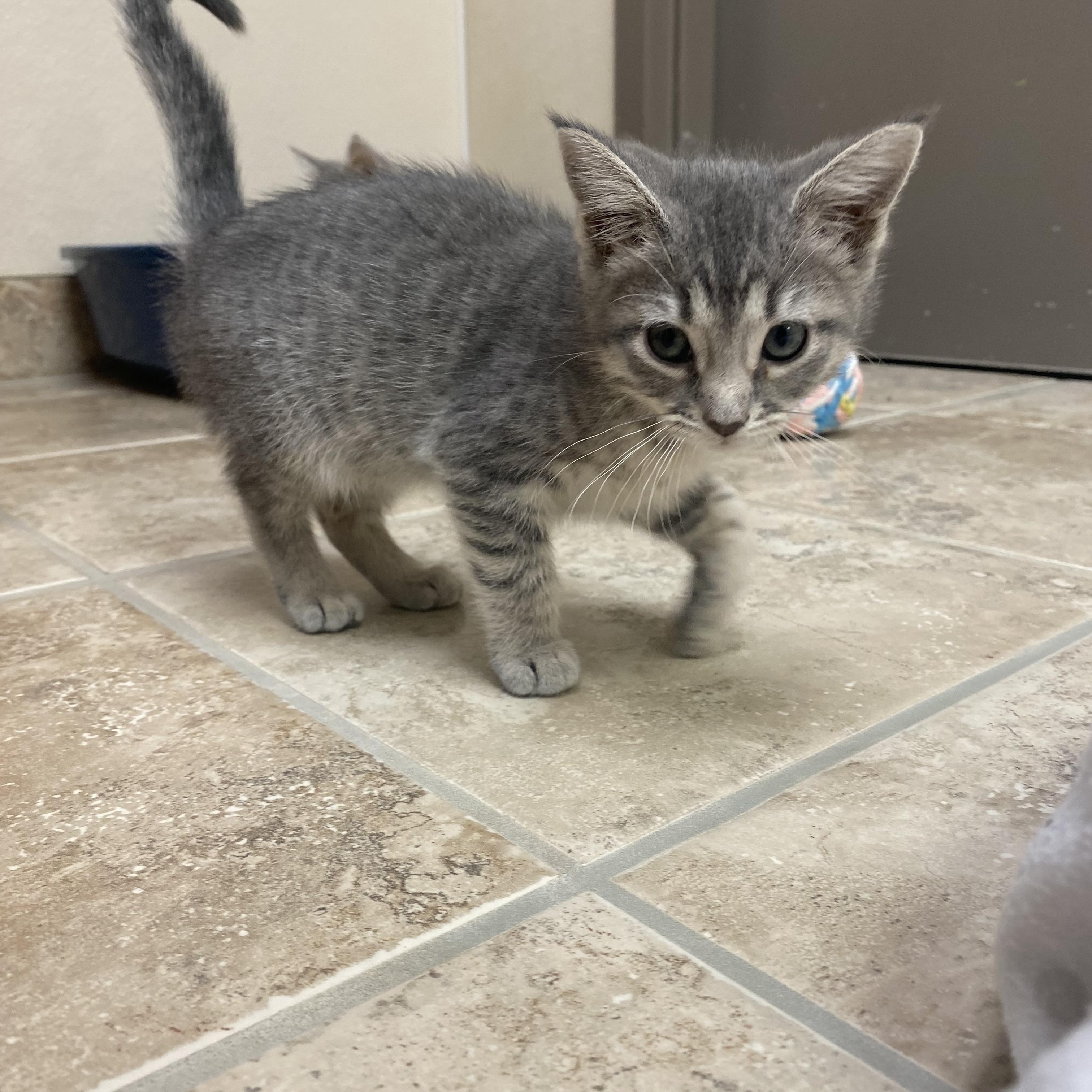 Enlarge High School Musical Kittens, an adoptable Domestic Short Hair in Hays, KS image 6/6