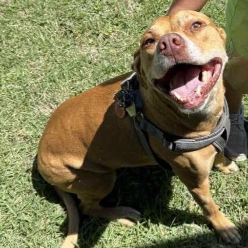 DAISY MAE (Lab Mix), Adoptable, Senior Female Mixed Breed.