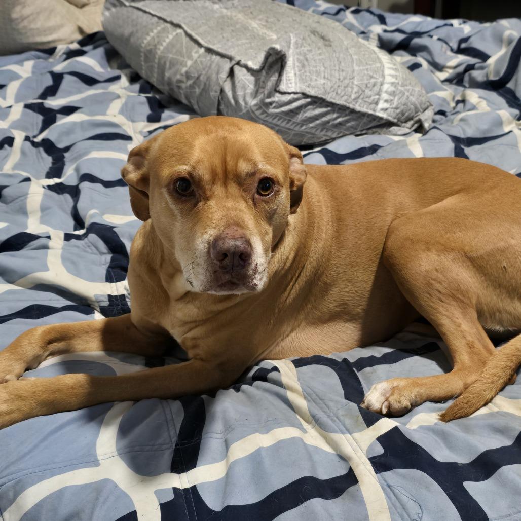 Enlarge DAISY MAE (Lab Mix), a Adoptable Mixed Breed in Decatur, AL image 2/4