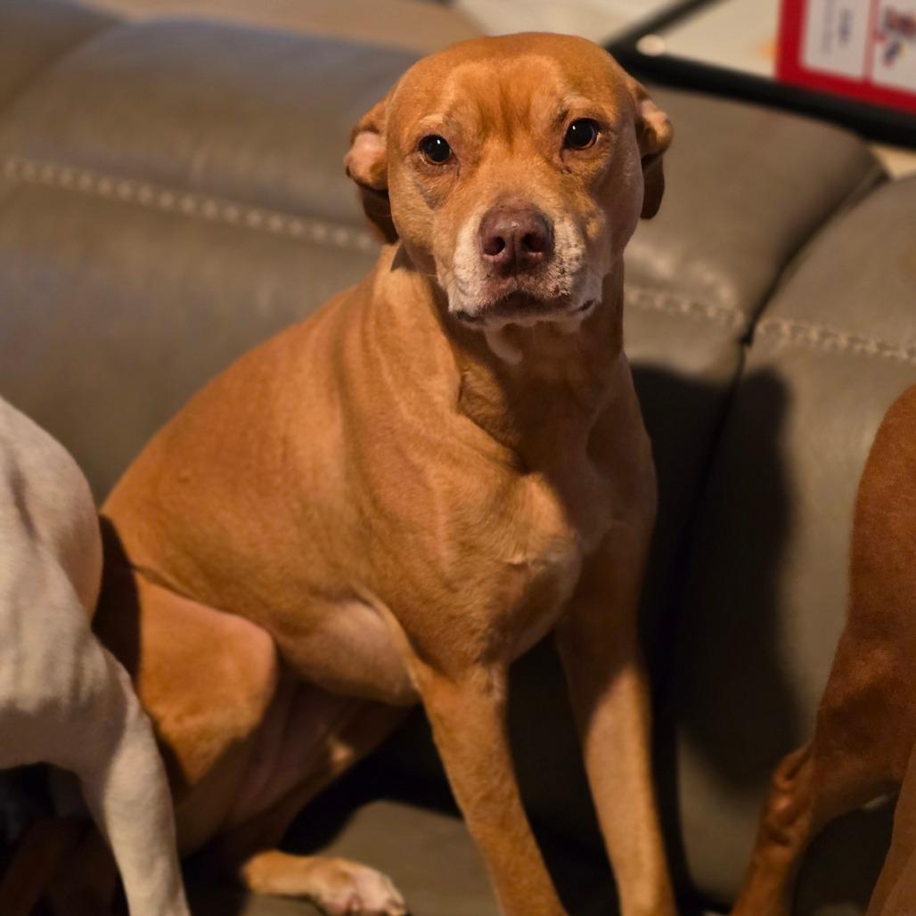 Enlarge DAISY MAE (Lab Mix), a Adoptable Mixed Breed in Decatur, AL image 3/4