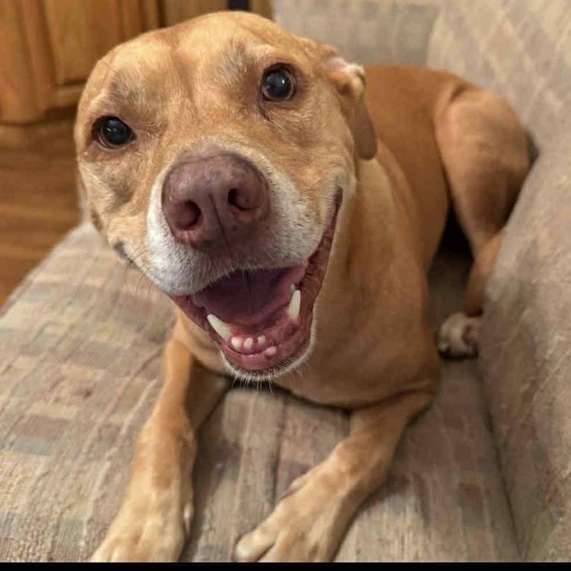Enlarge DAISY MAE (Lab Mix), a Adoptable Mixed Breed in Decatur, AL image 4/4