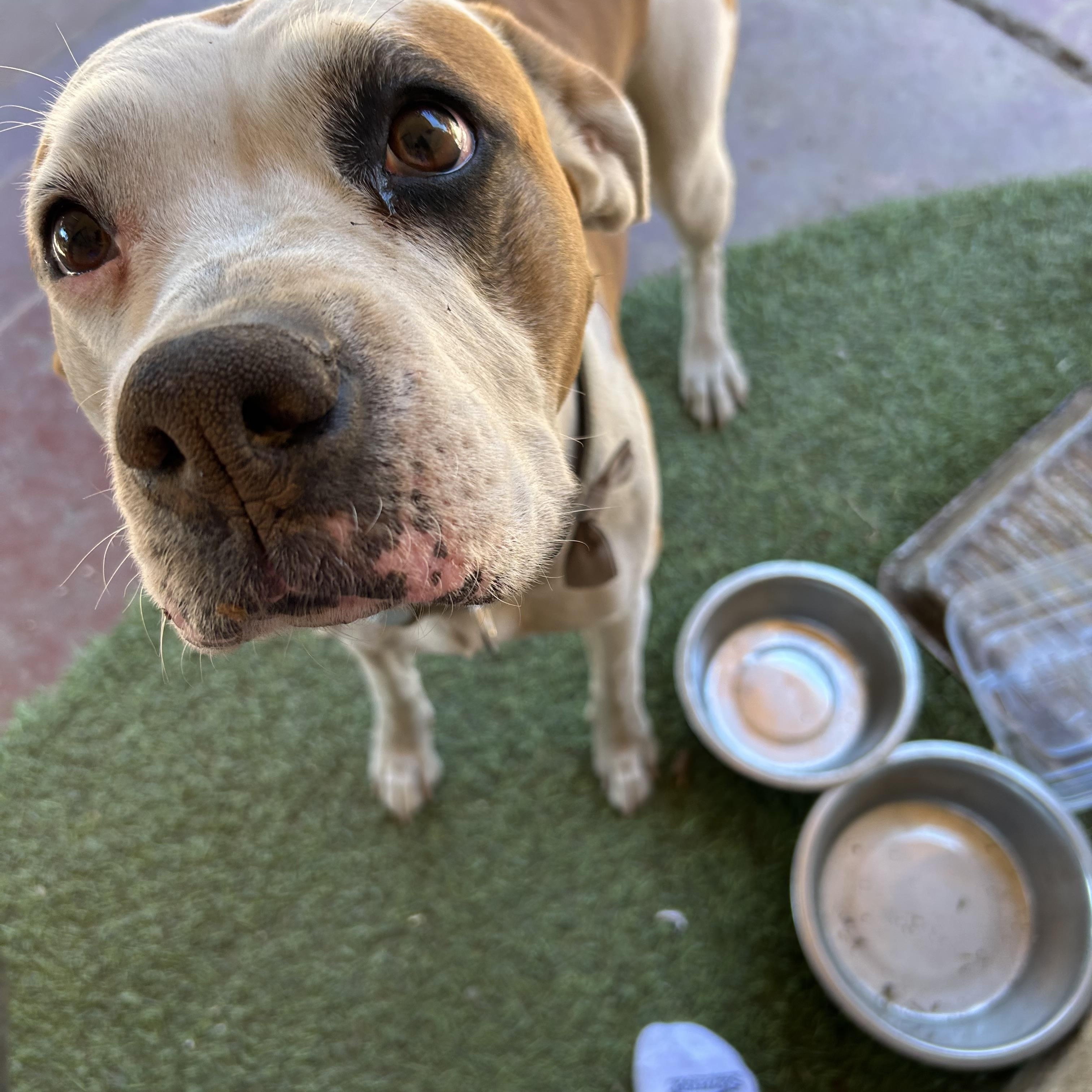 Enlarge Honey (Owner Assist), a Adoptable mixed breed in Tracy, CA image 2/3