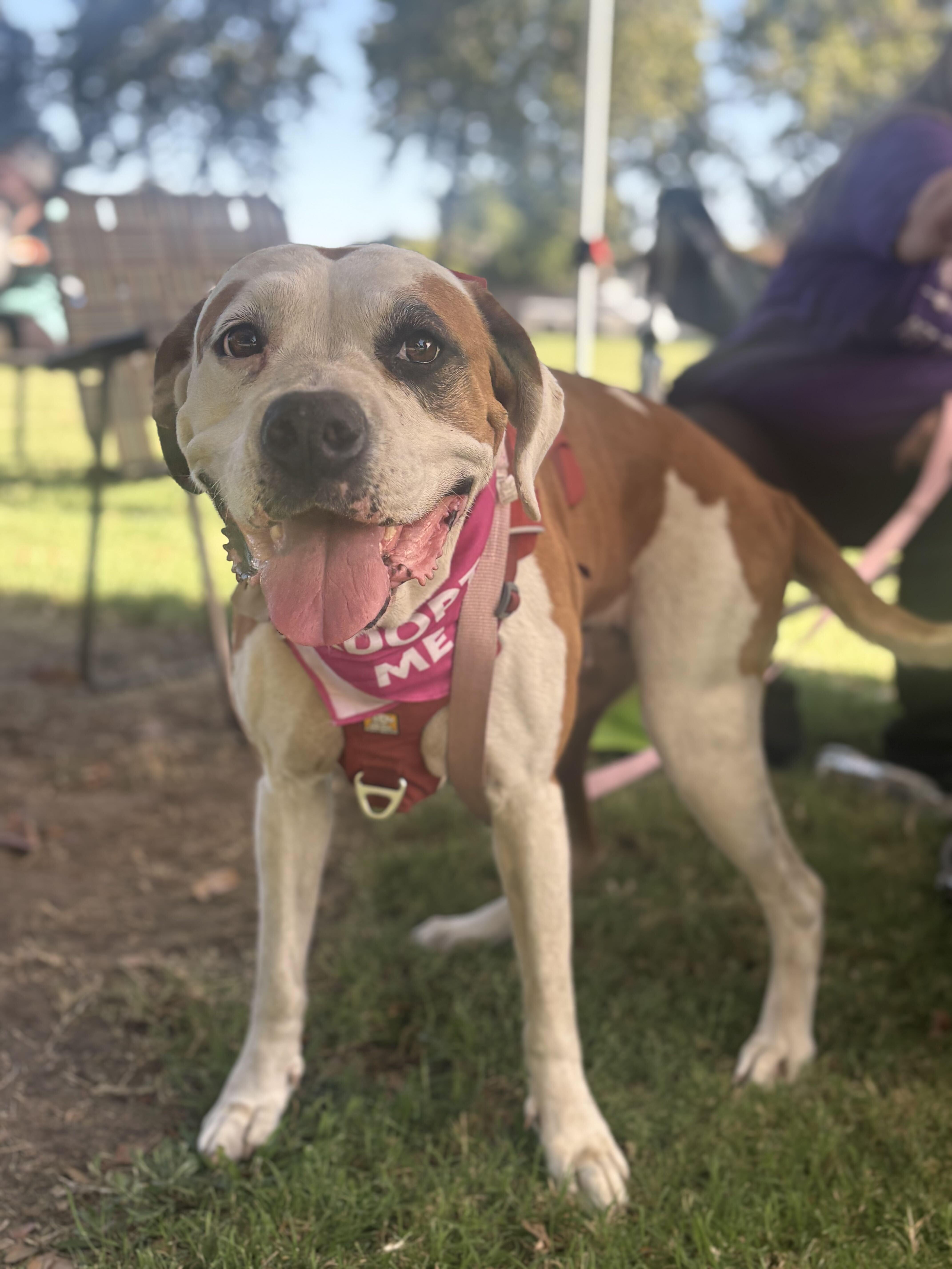 Enlarge Honey (Owner Assist), a Adoptable mixed breed in Tracy, CA image 1/3