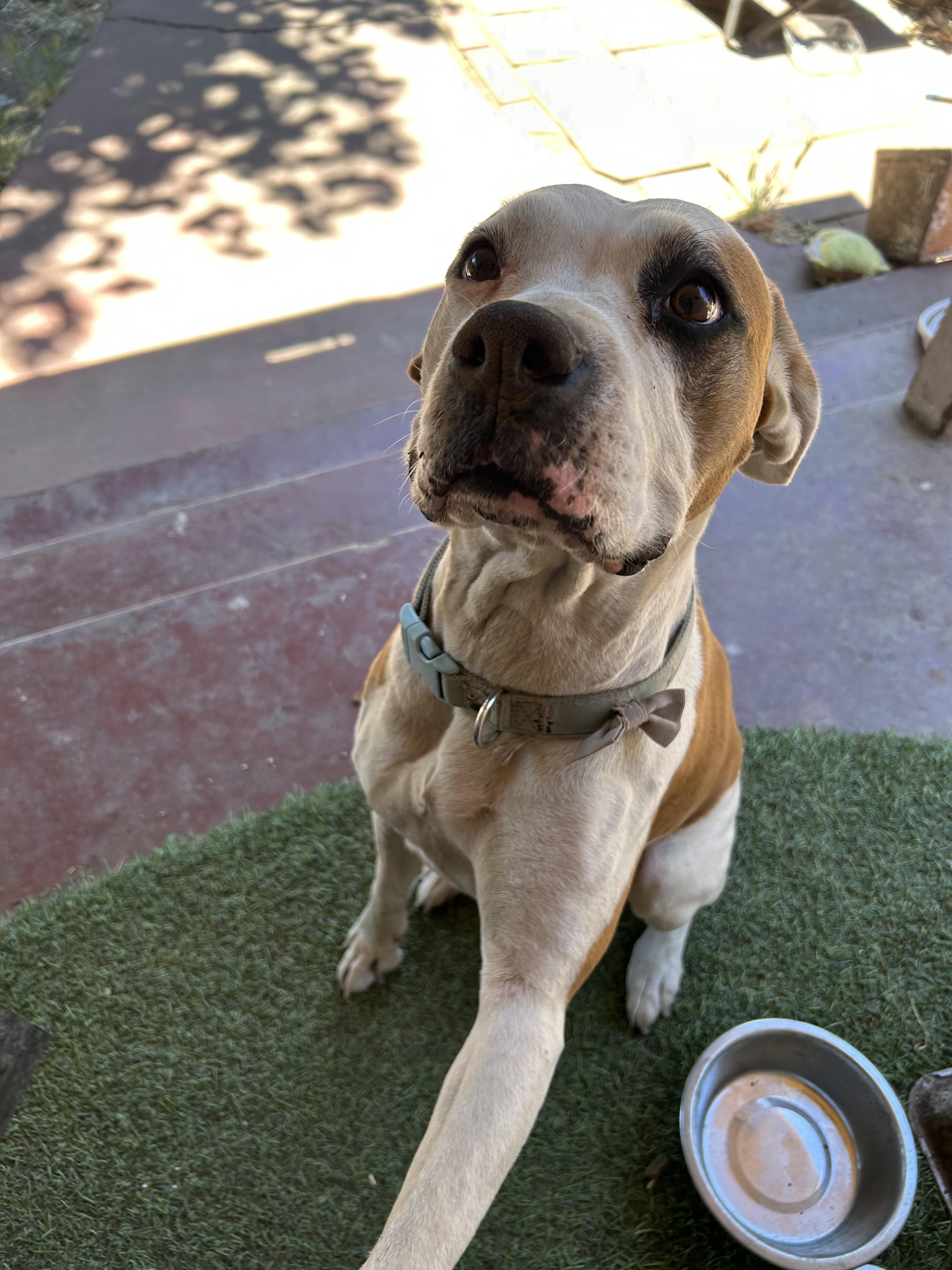 Enlarge Honey (Owner Assist), a Adoptable mixed breed in Tracy, CA image 3/3