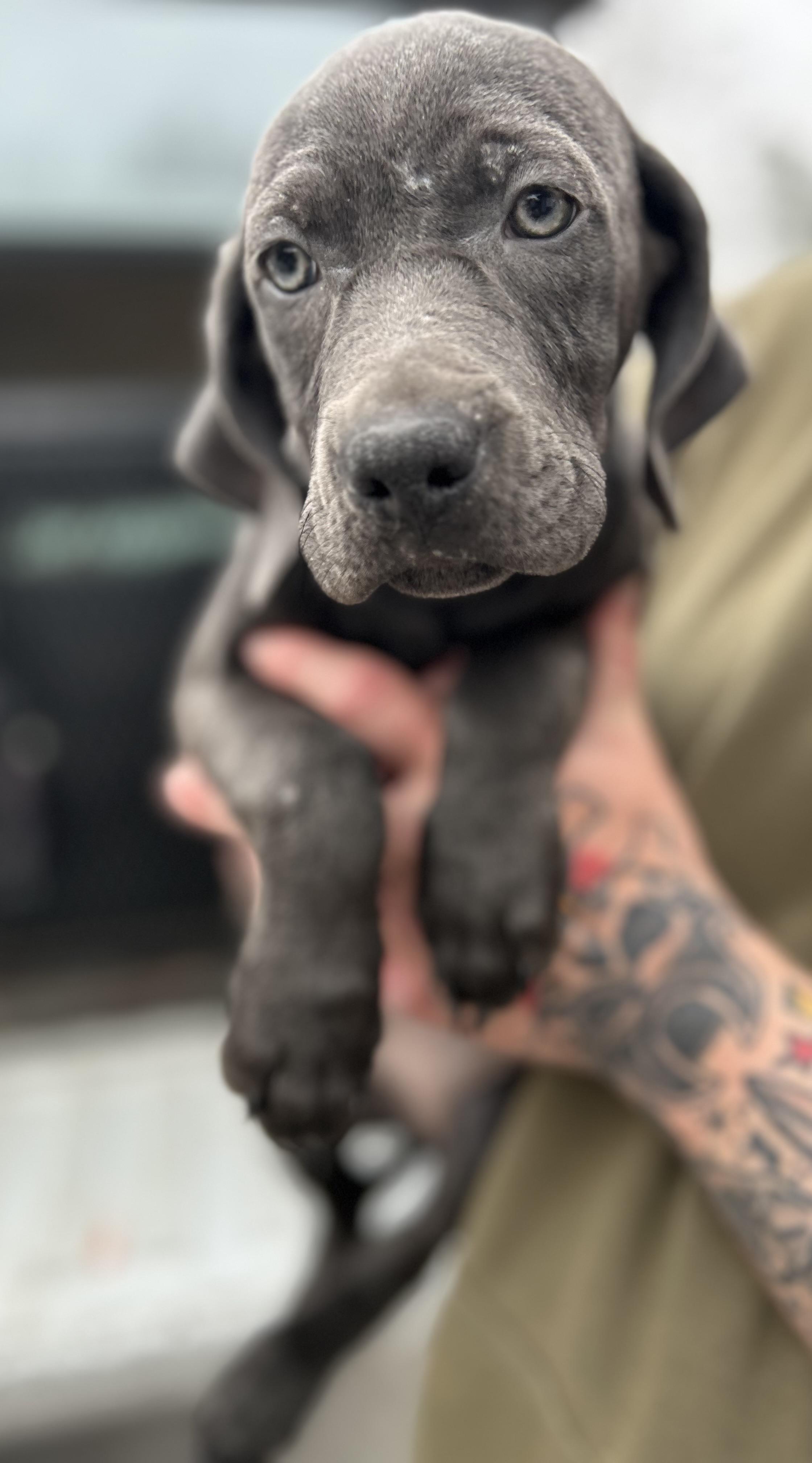 Weimaraner Puppies, an adopted mixed breed in Manchester, TN image 3/5