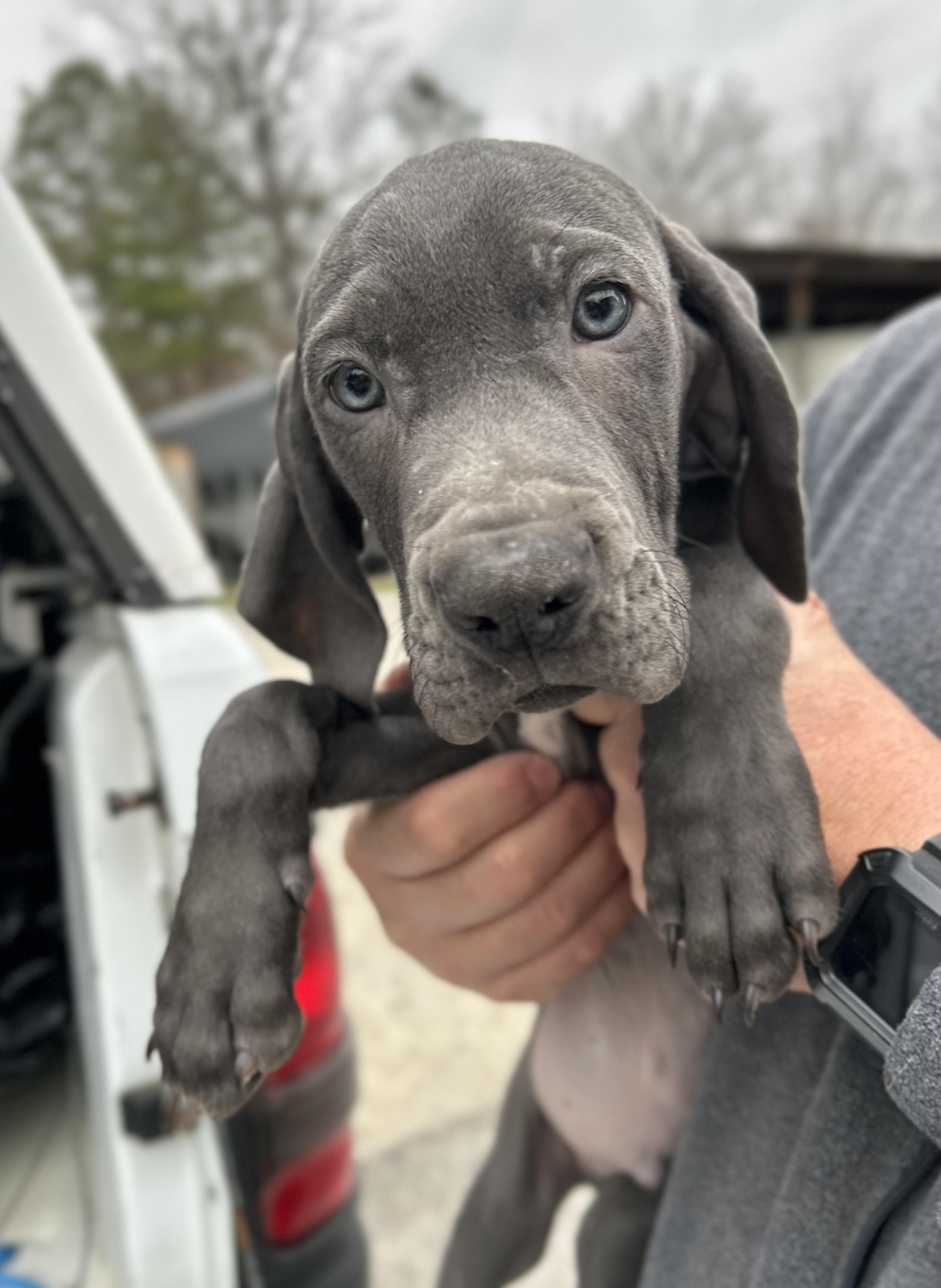 Weimaraner Puppies, an adopted mixed breed in Manchester, TN image 4/5