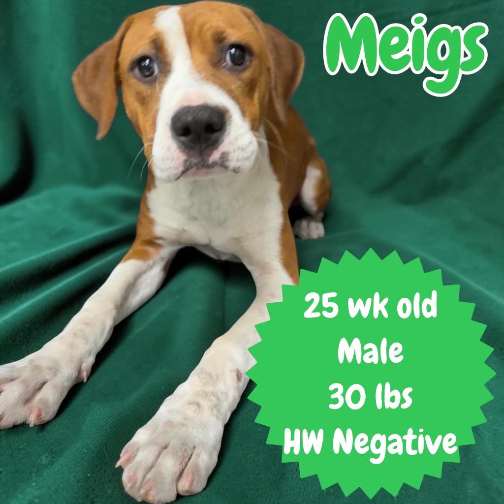 Enlarge Meigs, a Adoptable mixed breed in Sorrento, LA image 1/3
