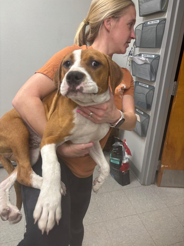 Enlarge Meigs, a Adoptable mixed breed in Sorrento, LA image 2/3