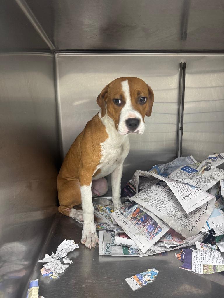 Enlarge Meigs, a Adoptable mixed breed in Sorrento, LA image 3/3