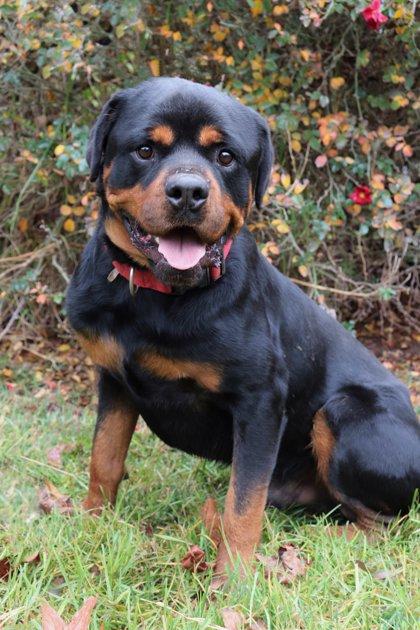 Larry, Adoptable, Adult Male Rottweiler.