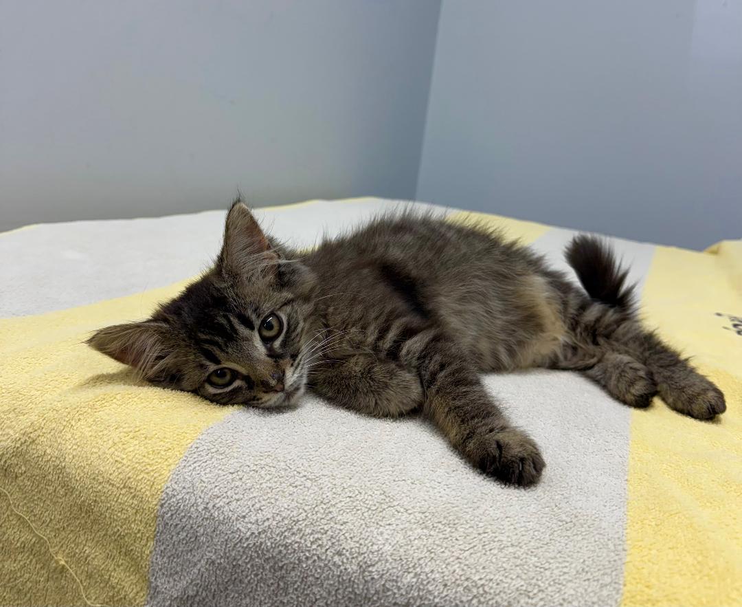 Enlarge Ragamuffin, a ADOPTABLE Domestic Medium Hair in Mount Vernon, OH image 1/1