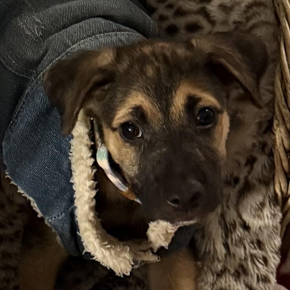 Enlarge Mia, an adopted mixed breed in Ridgefield, CT image 5/6