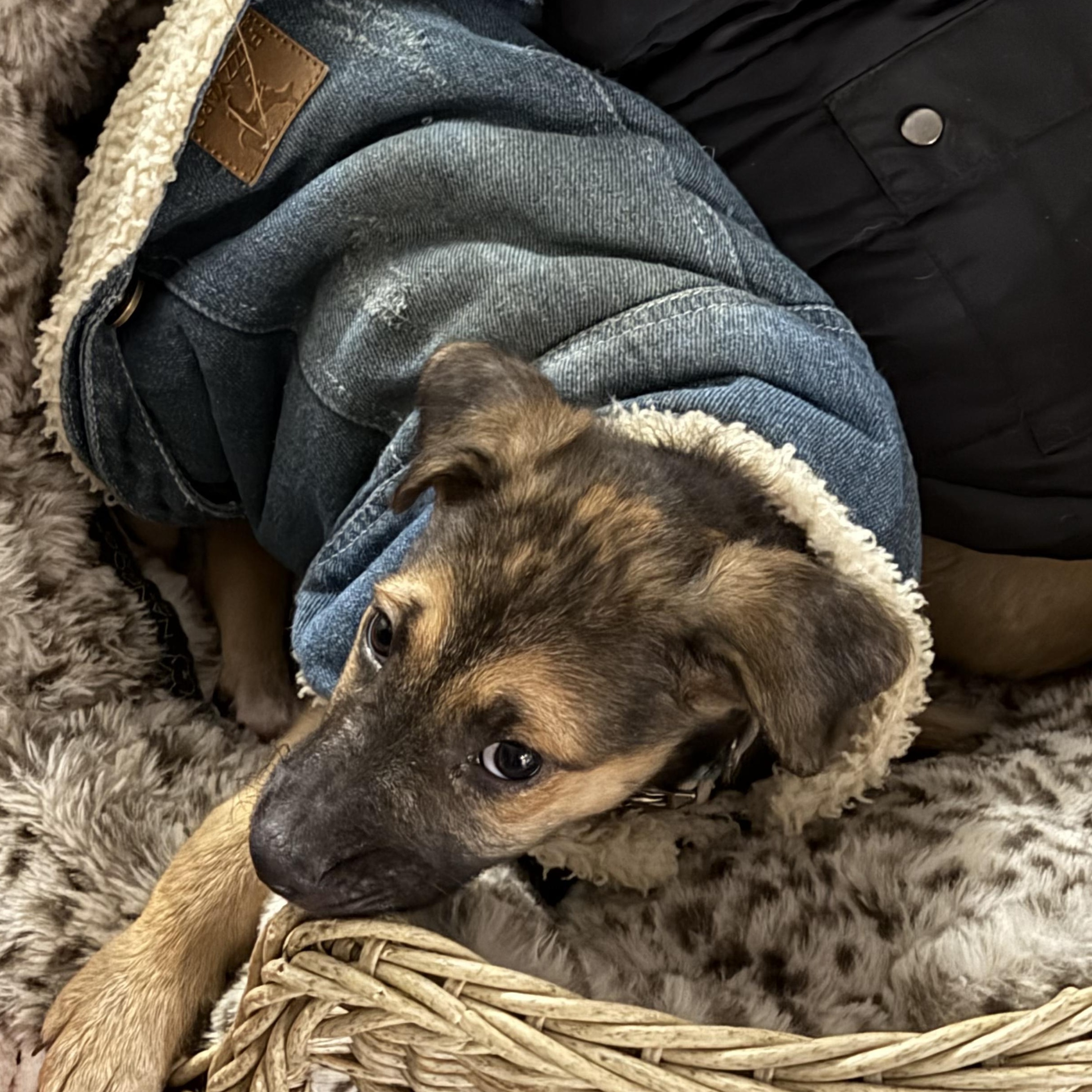 Enlarge Mia, an adopted mixed breed in Ridgefield, CT image 6/6