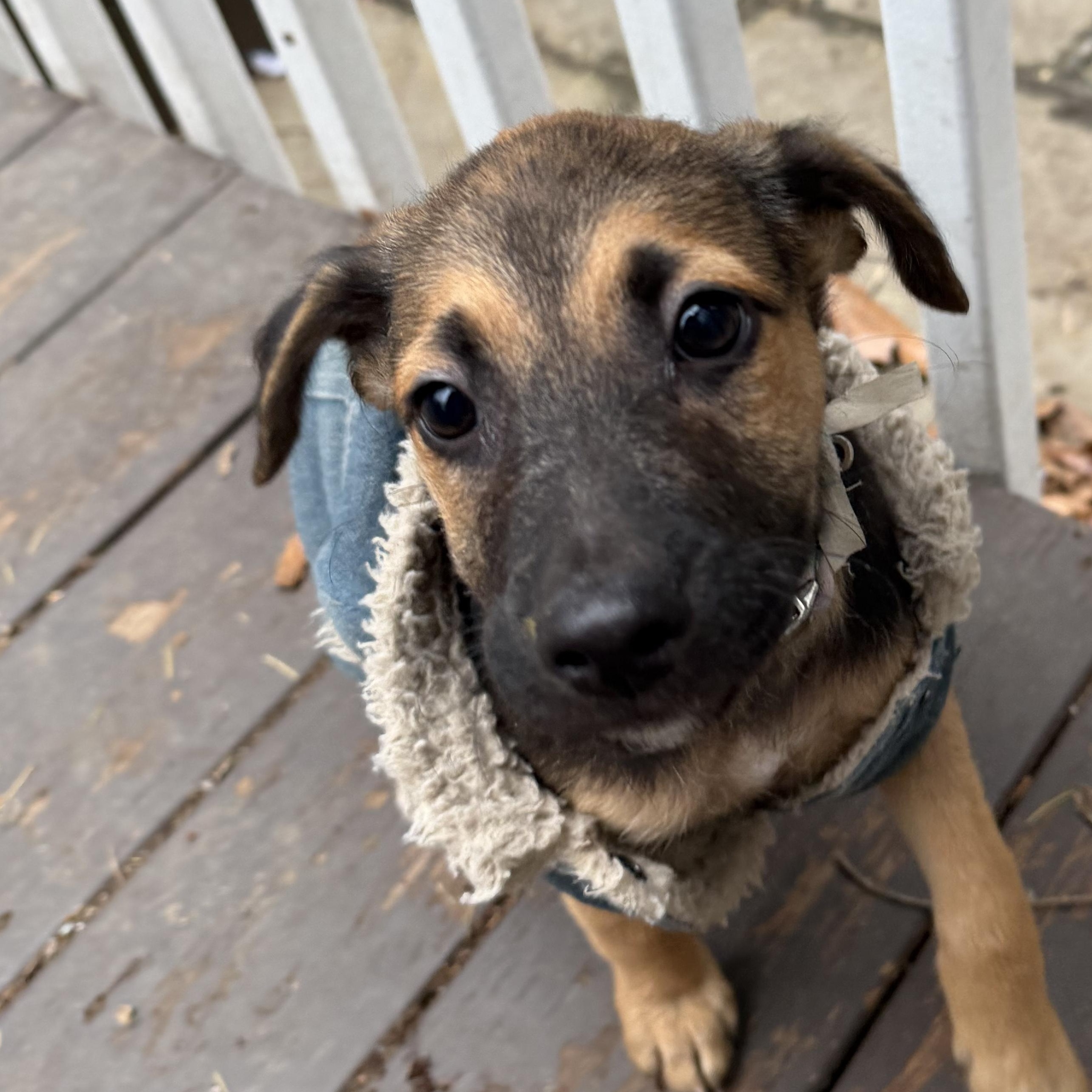 Enlarge Mia, an adopted mixed breed in Ridgefield, CT image 1/6