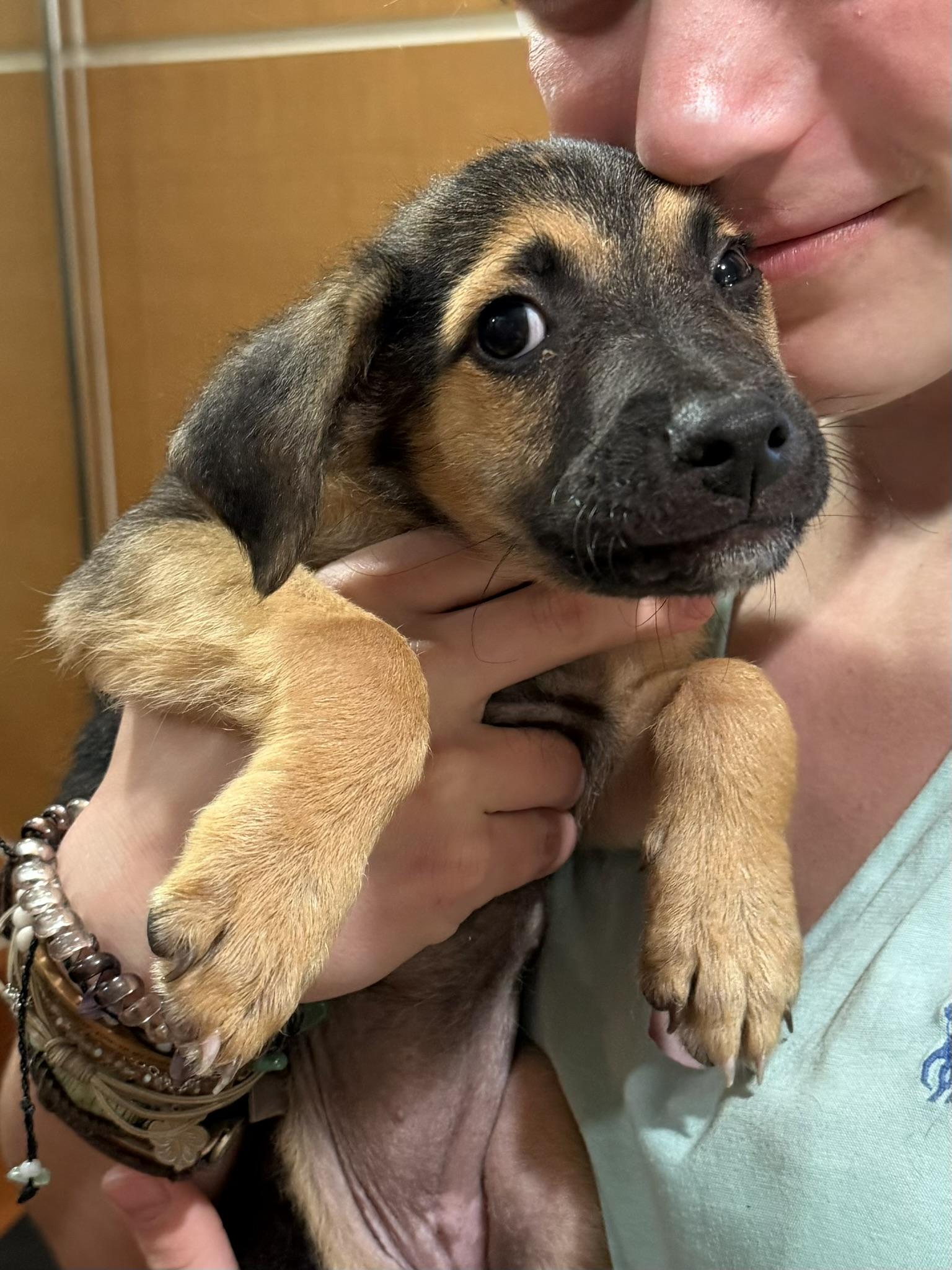 Enlarge Mia, an adopted mixed breed in Ridgefield, CT image 4/6