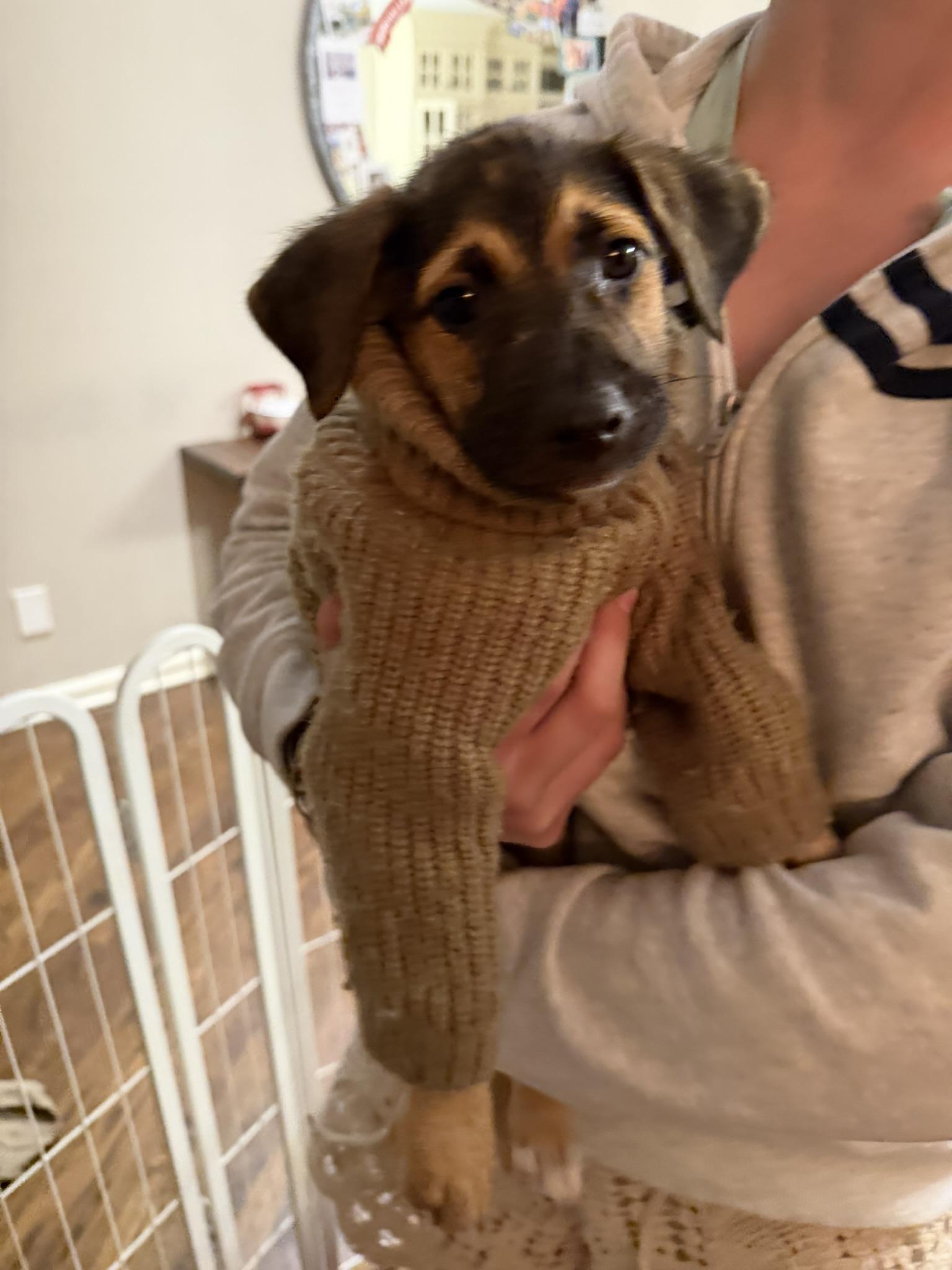 Enlarge Mia, an adopted mixed breed in Ridgefield, CT image 2/6