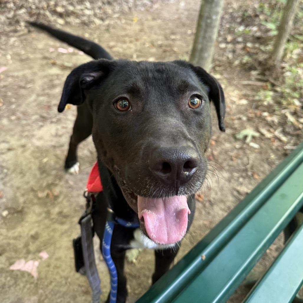 Night Time, Adoptable, Adult Male Black Labrador Retriever & Mixed Breed.