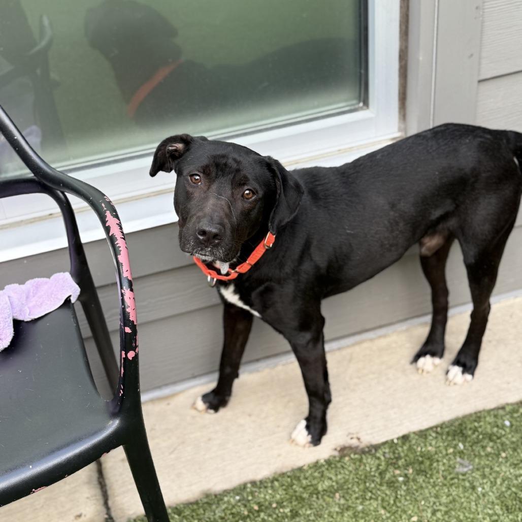 Enlarge Night Time, a Adoptable mixed breed in Greensboro, NC image 2/6